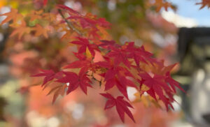 Read more about the article 専教寺寺報「2025年秋号」を発行しました